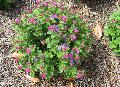 Patina Purple Ageratum / Ageratum houstonianum 